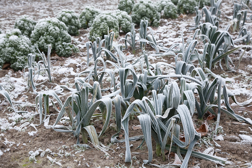 Een moestuin in de winter